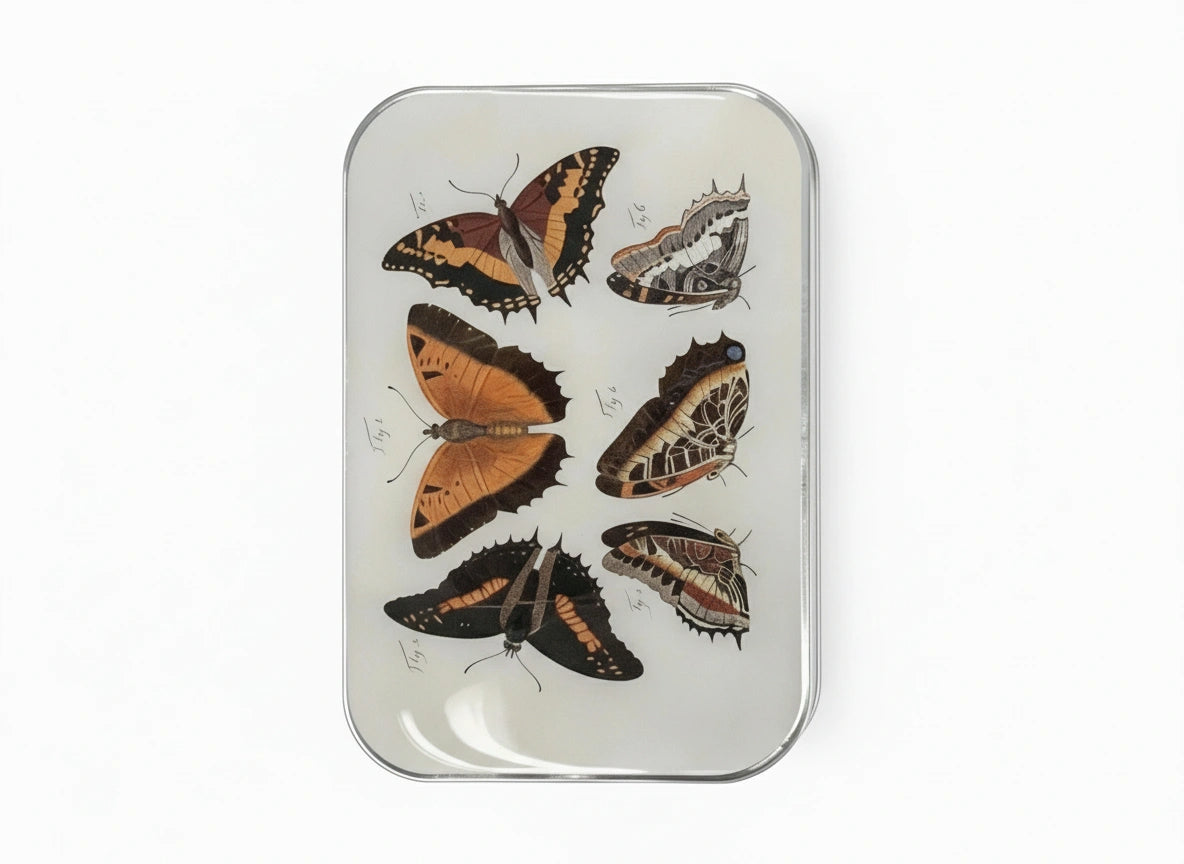 Notions Tin Can - Moths